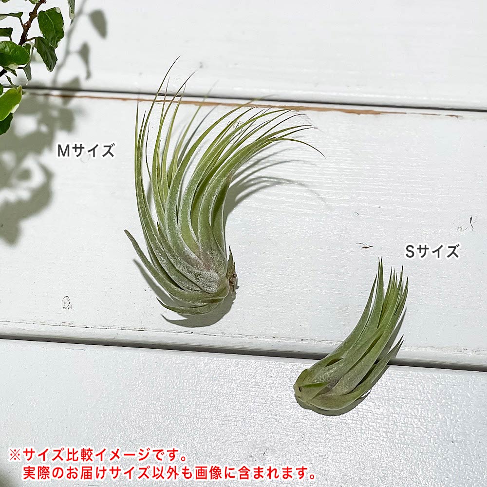 PLANCHU エアプランツ ティランジア コルビー Sサイズ 1株 W3×H5cm前後 育て方説明書付き Tillandsia scaposa スカポーサ エアープランツ チランジア