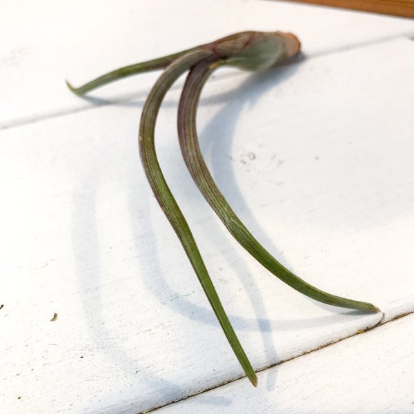 PLANCHU エアプランツ ティランジア プセウドベイレイ Sサイズ 1株 W10×H8cm前後 育て方説明書付き Tillandsia pseudobaileyi エアープランツ チランジア
