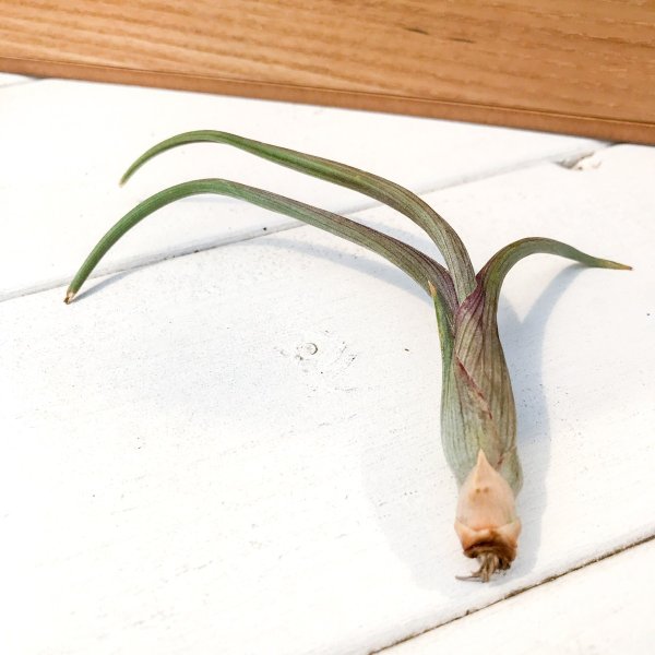 PLANCHU エアプランツ ティランジア プセウドベイレイ Sサイズ 1株 W10×H8cm前後 育て方説明書付き Tillandsia pseudobaileyi エアープランツ チランジア