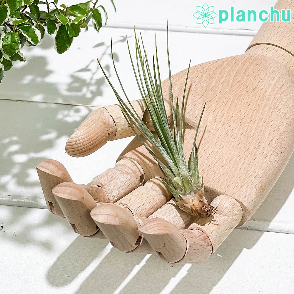 PLANCHU エアプランツ ティランジア ジュンシフォリア Sサイズ 1株 W4×H10cm前後 育て方説明書付き Tillandsia juncea ‘Juncifolia’ エアープランツ チランジア