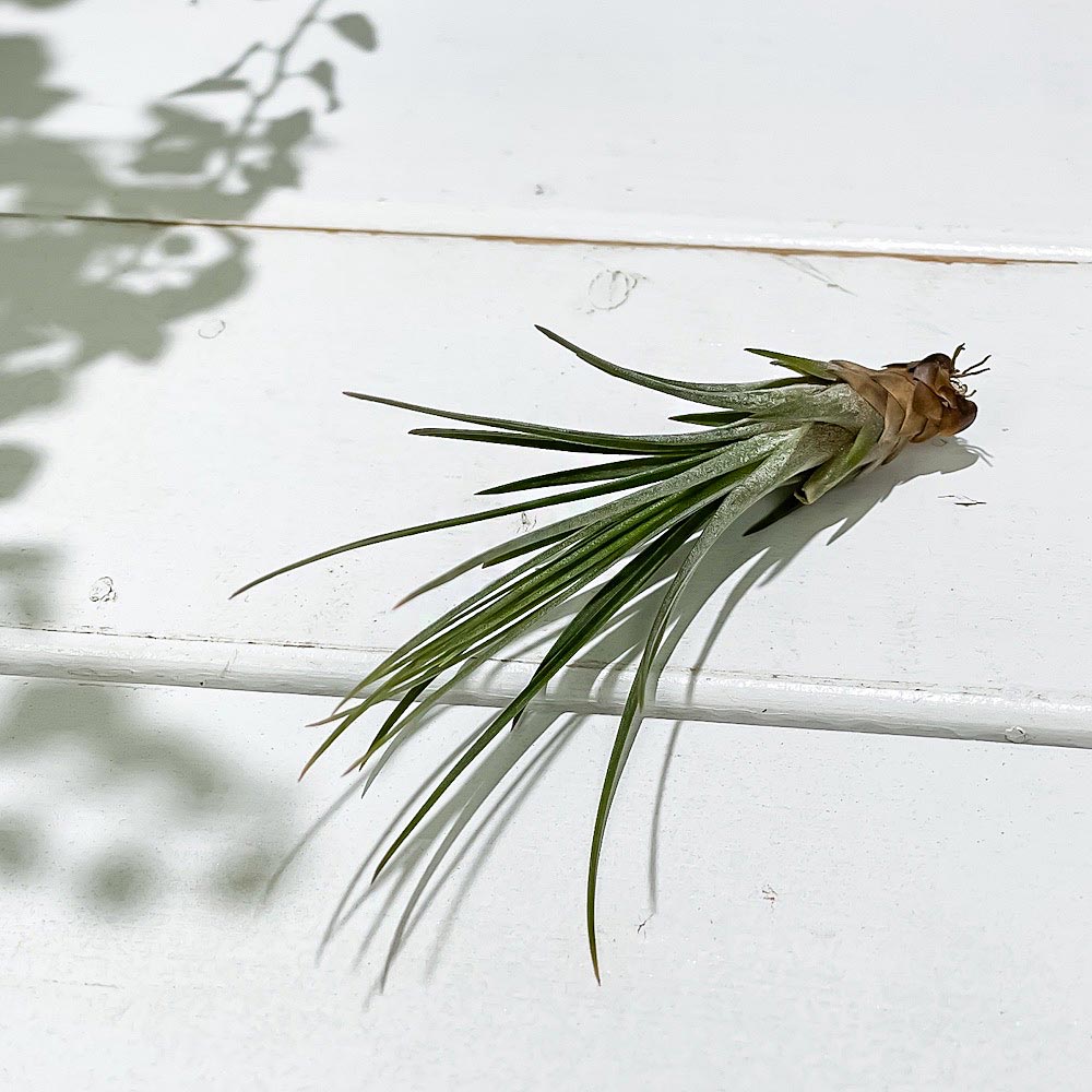 PLANCHU エアプランツ ティランジア ジュンシフォリア Sサイズ 1株 W4×H10cm前後 育て方説明書付き Tillandsia juncea ‘Juncifolia’ エアープランツ チランジア