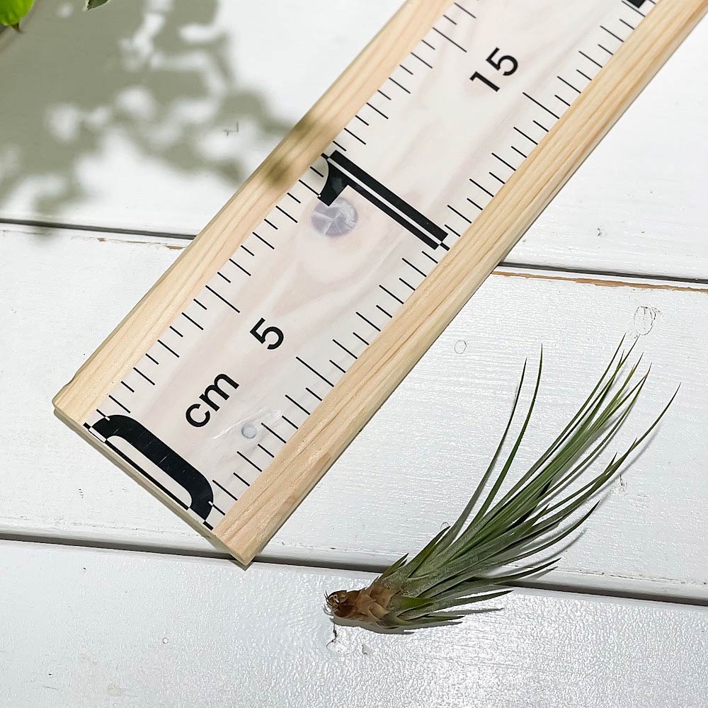 PLANCHU エアプランツ ティランジア ジュンシフォリア Sサイズ 1株 W4×H10cm前後 育て方説明書付き Tillandsia juncea ‘Juncifolia’ エアープランツ チランジア