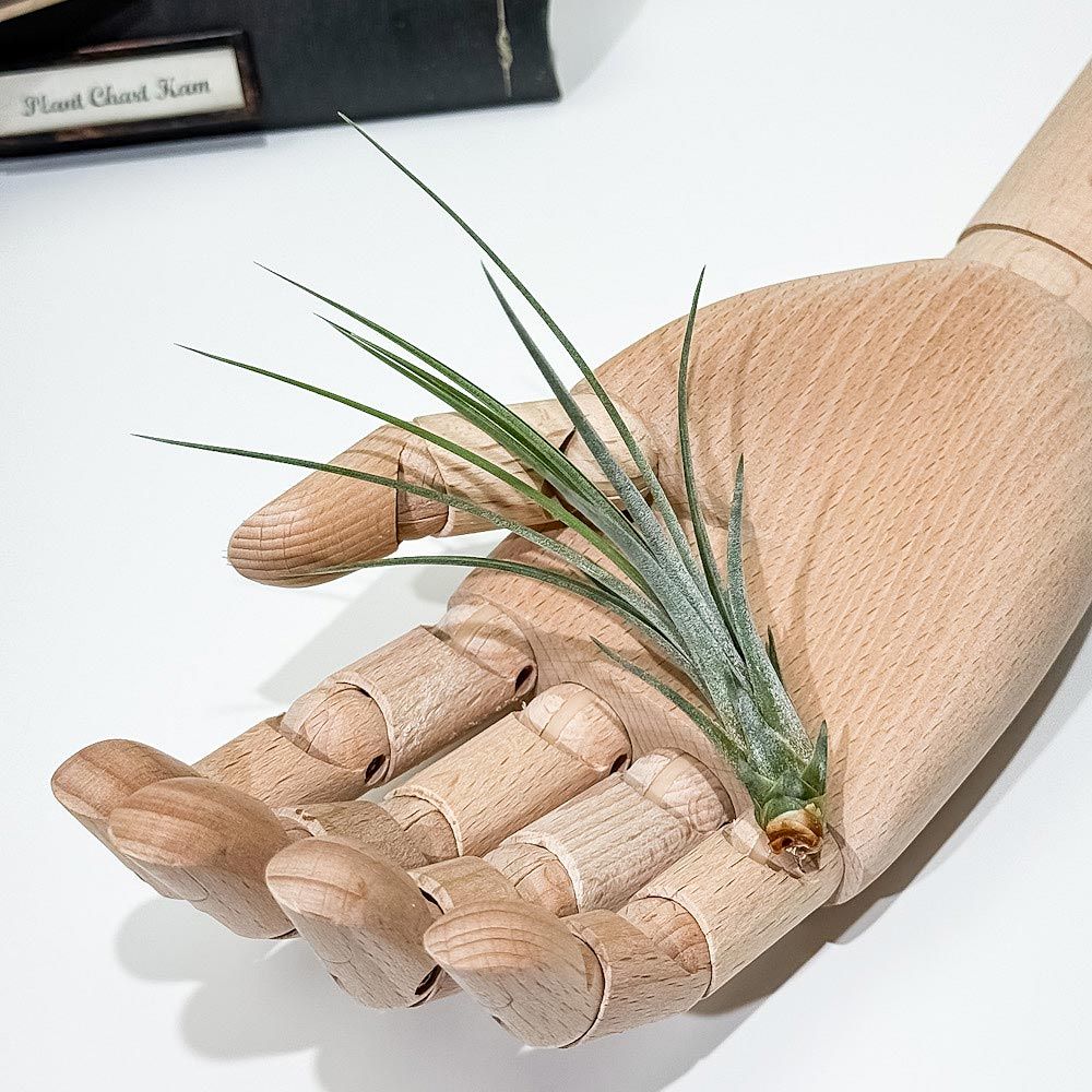 PLANCHU エアプランツ ティランジア ジュンセア Sサイズ 1株 W3×H10cm前後 育て方説明書付き Tillandsia juncea エアープランツ チランジア