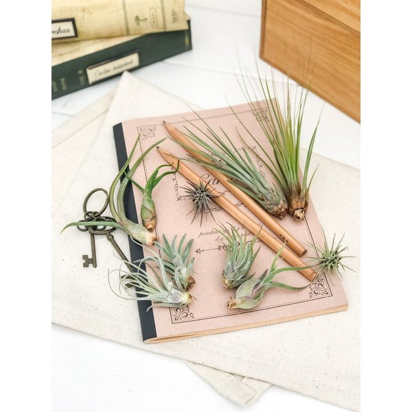 PLANCHU エアプランツ ティランジア フックシー グラシリス Sサイズ 1株 W3×H3cm前後 育て方説明書付き Tillandsia fuchsii forma gracilis グラキリス エアープランツ チランジア