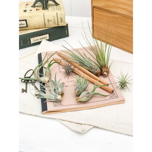 PLANCHU エアプランツ ティランジア フックシー グラシリス Sサイズ 1株 W3×H3cm前後 育て方説明書付き Tillandsia fuchsii forma gracilis グラキリス エアープランツ チランジア