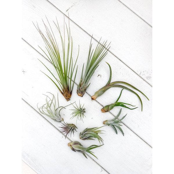 PLANCHU エアプランツ ティランジア フックシー グラシリス Sサイズ 1株 W3×H3cm前後 育て方説明書付き Tillandsia fuchsii forma gracilis グラキリス エアープランツ チランジア