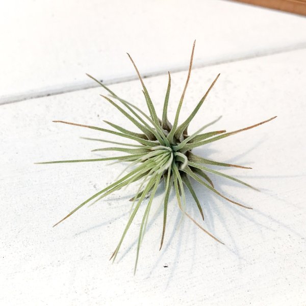 PLANCHU エアプランツ ティランジア フックシー グラシリス Sサイズ 1株 W3×H3cm前後 育て方説明書付き Tillandsia fuchsii forma gracilis グラキリス エアープランツ チランジア