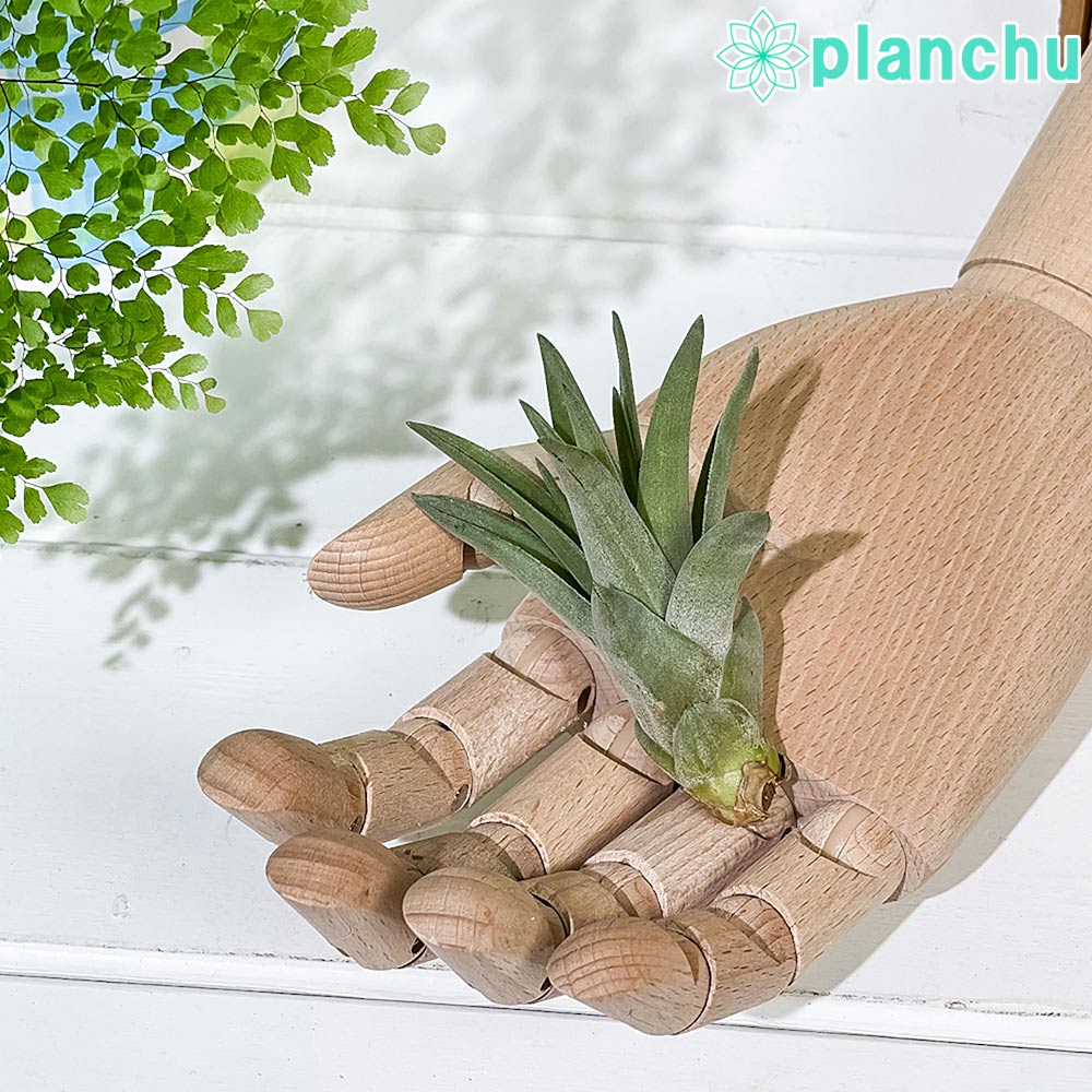 PLANCHU エアプランツ ティランジア ブラキカウロス Sサイズ 1株 W5×H7cm前後 育て方説明書付き Tillandsia brachycaulos エアープランツ チランジア