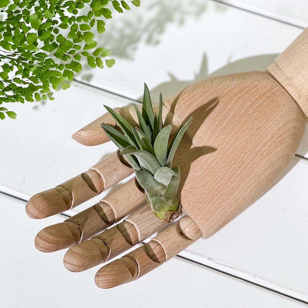 PLANCHU エアプランツ ティランジア ブラキカウロス Sサイズ 1株 W5×H7cm前後 育て方説明書付き Tillandsia brachycaulos エアープランツ チランジア