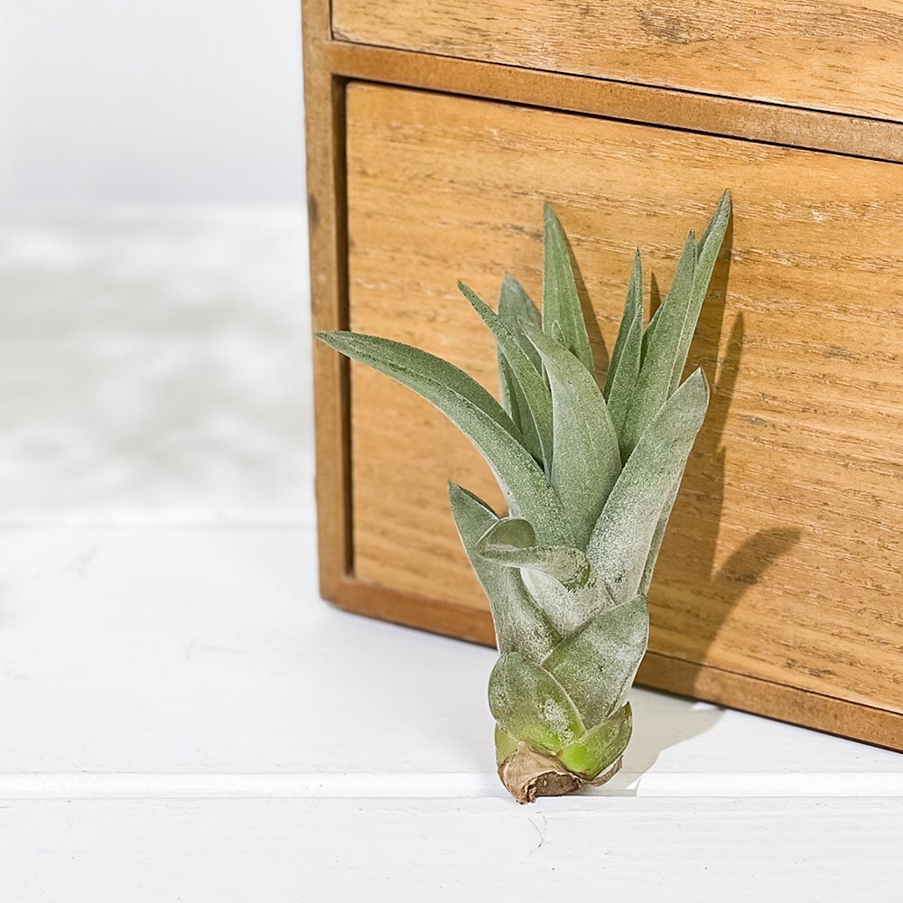 PLANCHU エアプランツ ティランジア ブラキカウロス Sサイズ 1株 W5×H7cm前後 育て方説明書付き Tillandsia brachycaulos エアープランツ チランジア