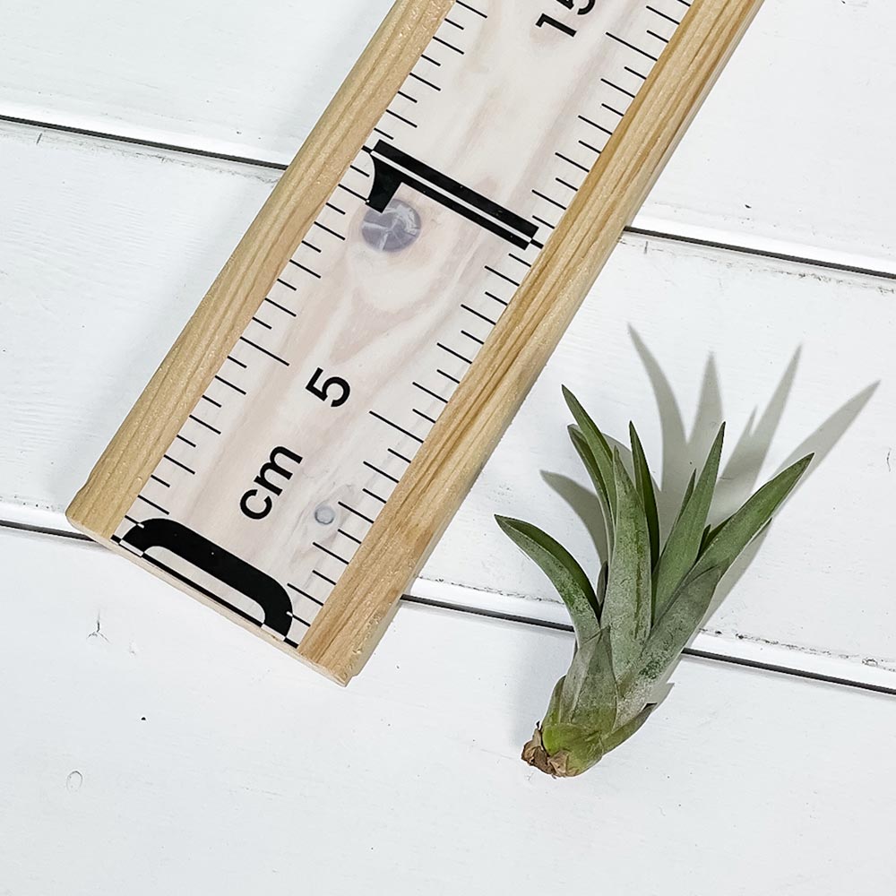 PLANCHU エアプランツ ティランジア ブラキカウロス Sサイズ 1株 W5×H7cm前後 育て方説明書付き Tillandsia brachycaulos エアープランツ チランジア
