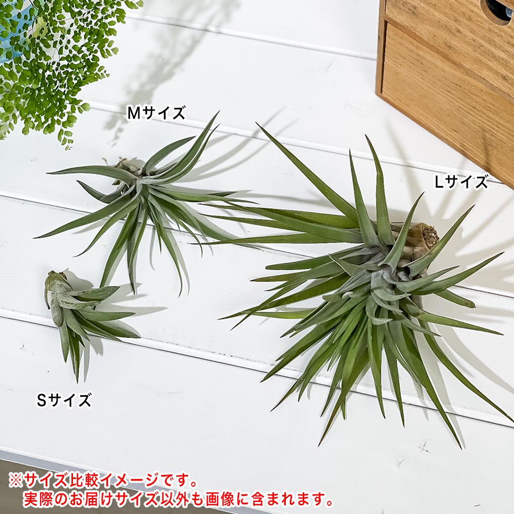 PLANCHU エアプランツ ティランジア ブラキカウロス Sサイズ 1株 W5×H7cm前後 育て方説明書付き Tillandsia brachycaulos エアープランツ チランジア