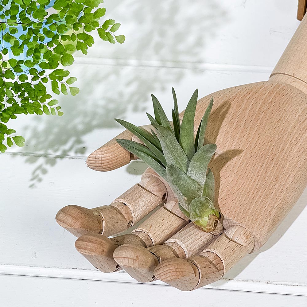 PLANCHU エアプランツ ティランジア ブラキカウロス Sサイズ 1株 W5×H7cm前後 育て方説明書付き Tillandsia brachycaulos エアープランツ チランジア