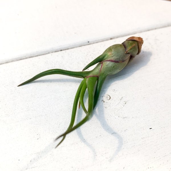 PLANCHU エアプランツ ティランジア ブルボーサ Sサイズ 1株 W4×H6cm前後 育て方説明書付き Tillandsia bulbosa エアープランツ チランジア