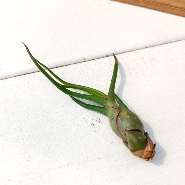 PLANCHU エアプランツ ティランジア ブルボーサ Sサイズ 1株 W4×H6cm前後 育て方説明書付き Tillandsia bulbosa エアープランツ チランジア