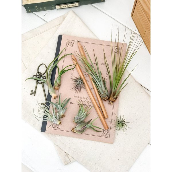 PLANCHU エアプランツ ティランジア ブルボーサ Sサイズ 1株 W4×H6cm前後 育て方説明書付き Tillandsia bulbosa エアープランツ チランジア