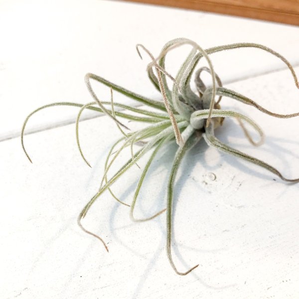 PLANCHU エアプランツ ティランジア ベリッキアーナ Sサイズ 1株 W5×H5cm前後 育て方説明書付き Tillandsia velickiana エアープランツ チランジア