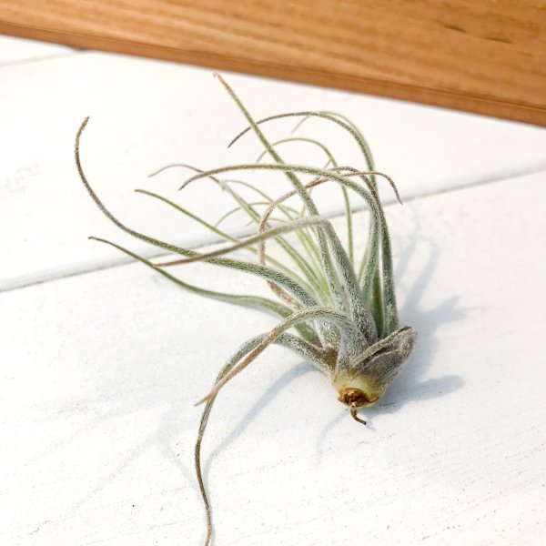 PLANCHU エアプランツ ティランジア ベリッキアーナ Sサイズ 1株 W5×H5cm前後 育て方説明書付き Tillandsia velickiana エアープランツ チランジア
