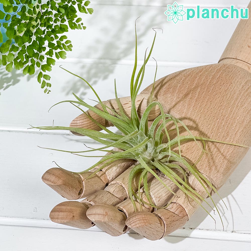 PLANCHU エアプランツ ティランジア カプトメデューサエ Mサイズ 1株 W10×H10cm前後 育て方説明書付き Tillandsia caput-medusae カプトメドゥーサエ エアープランツ チランジア