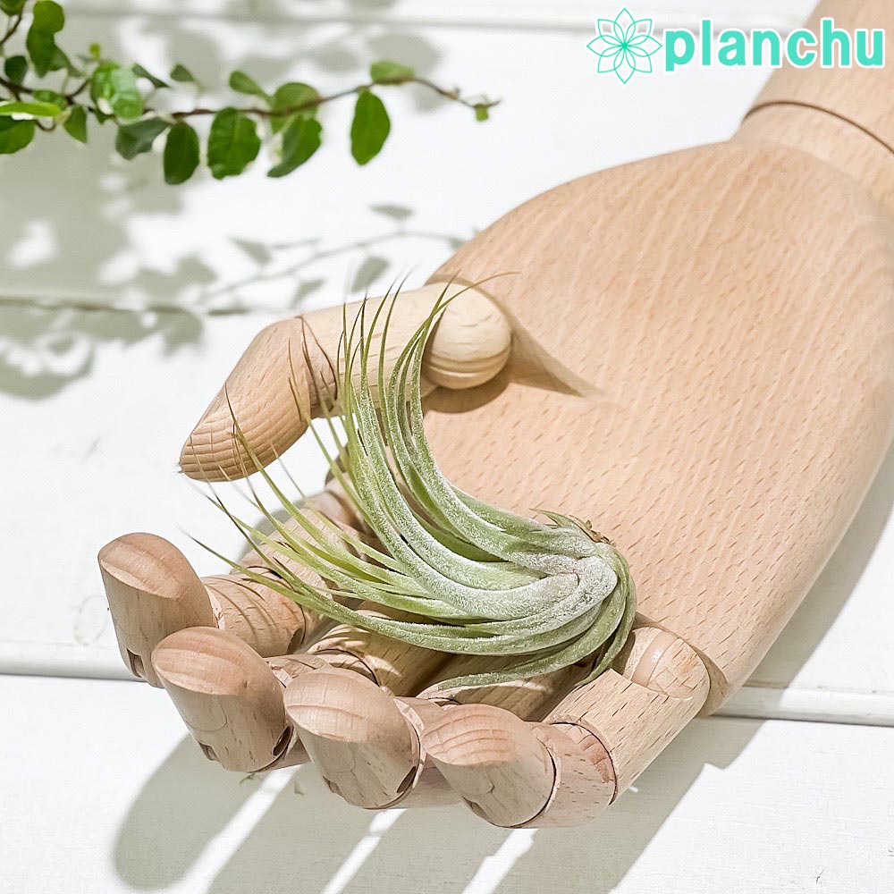 PLANCHU エアプランツ ティランジア コルビー Mサイズ 1株 W4×H6cm前後 育て方説明書付き Tillandsia scaposa スカポーサ エアープランツ チランジア