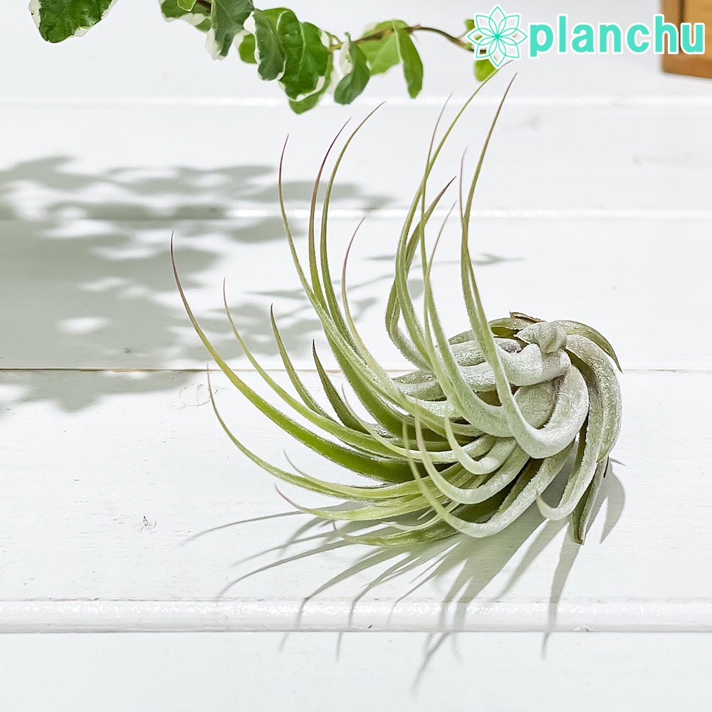 PLANCHU エアプランツ ティランジア コルビー Mサイズ 1株 W4×H6cm前後 育て方説明書付き Tillandsia scaposa スカポーサ エアープランツ チランジア