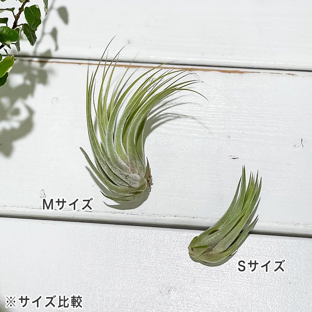PLANCHU エアプランツ ティランジア コルビー Mサイズ 1株 W4×H6cm前後 育て方説明書付き Tillandsia scaposa スカポーサ エアープランツ チランジア