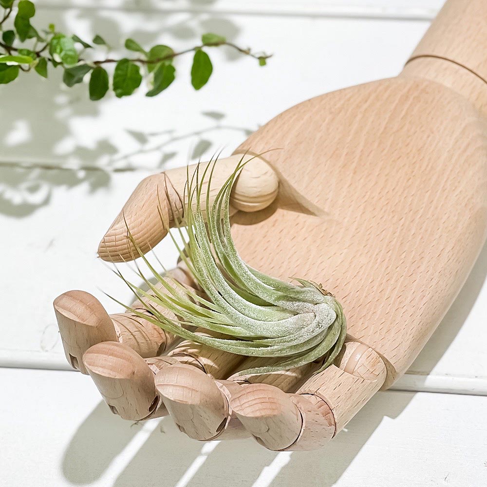 PLANCHU エアプランツ ティランジア コルビー Mサイズ 1株 W4×H6cm前後 育て方説明書付き Tillandsia scaposa スカポーサ エアープランツ チランジア