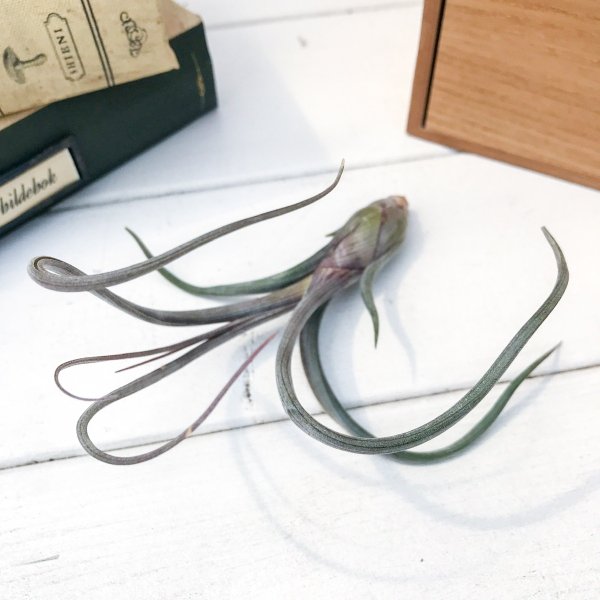 PLANCHU エアプランツ ティランジア プセウドベイレイ Mサイズ 1株 W10×H30cm前後 育て方説明書付き Tillandsia pseudobaileyi エアープランツ チランジア