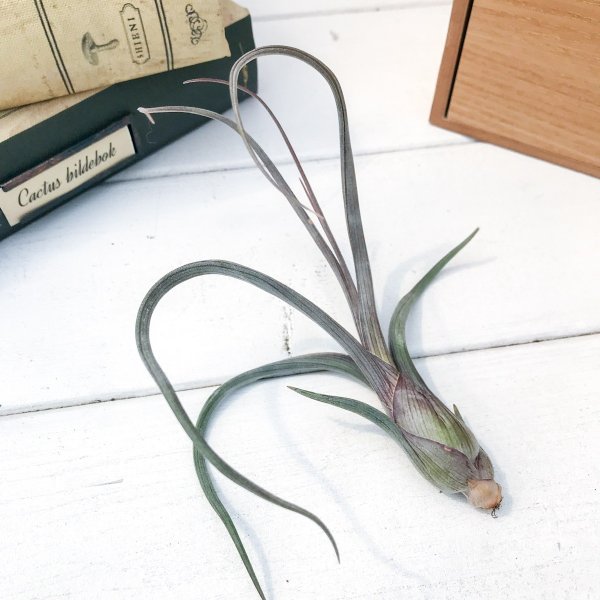 PLANCHU エアプランツ ティランジア プセウドベイレイ Mサイズ 1株 W10×H30cm前後 育て方説明書付き Tillandsia pseudobaileyi エアープランツ チランジア