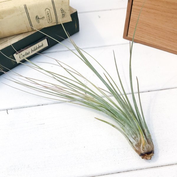PLANCHU エアプランツ ティランジア ジュンセア Mサイズ 1株 W10×H18cm前後 育て方説明書付き Tillandsia juncea エアープランツ チランジア