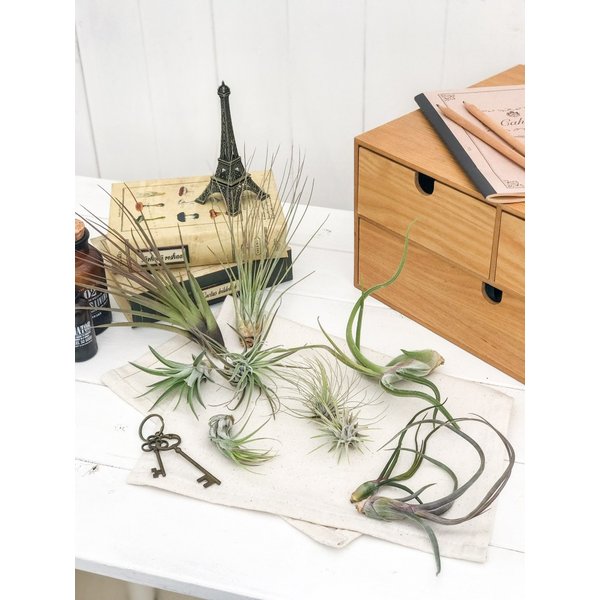 PLANCHU エアプランツ ティランジア ジュンセア Mサイズ 1株 W10×H18cm前後 育て方説明書付き Tillandsia juncea エアープランツ チランジア