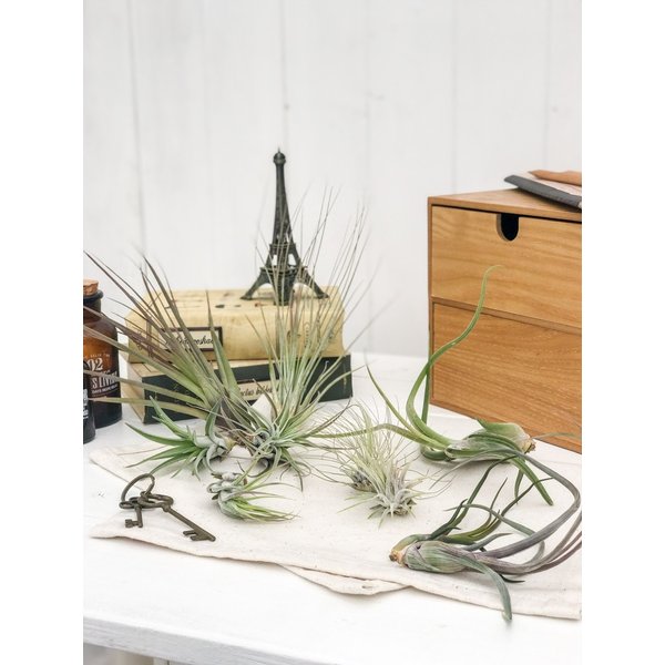 PLANCHU エアプランツ ティランジア ジュンセア Mサイズ 1株 W10×H18cm前後 育て方説明書付き Tillandsia juncea エアープランツ チランジア