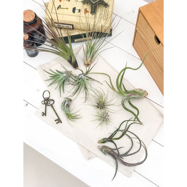 PLANCHU エアプランツ ティランジア ジュンセア Mサイズ 1株 W10×H18cm前後 育て方説明書付き Tillandsia juncea エアープランツ チランジア