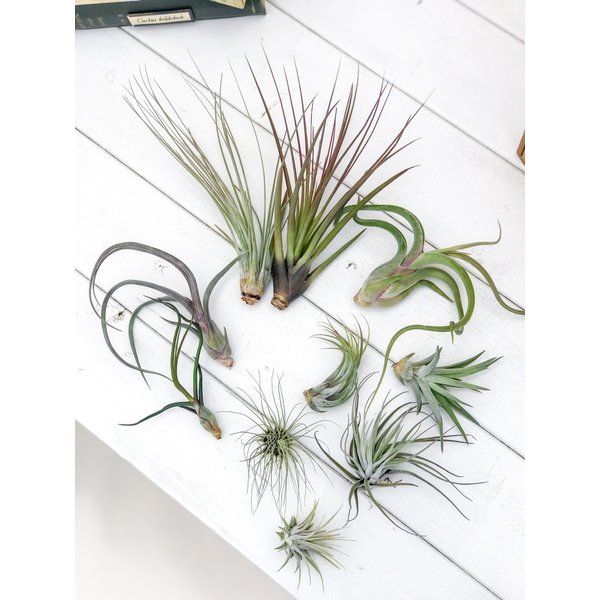 PLANCHU エアプランツ ティランジア ジュンセア Mサイズ 1株 W10×H18cm前後 育て方説明書付き Tillandsia juncea エアープランツ チランジア