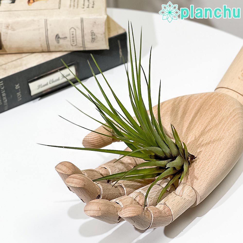 PLANCHU エアプランツ ティランジア トリコロール Mサイズ 1株 W10×H10cm前後 育て方説明書付き Tillandsia tricolor エアープランツ チランジア