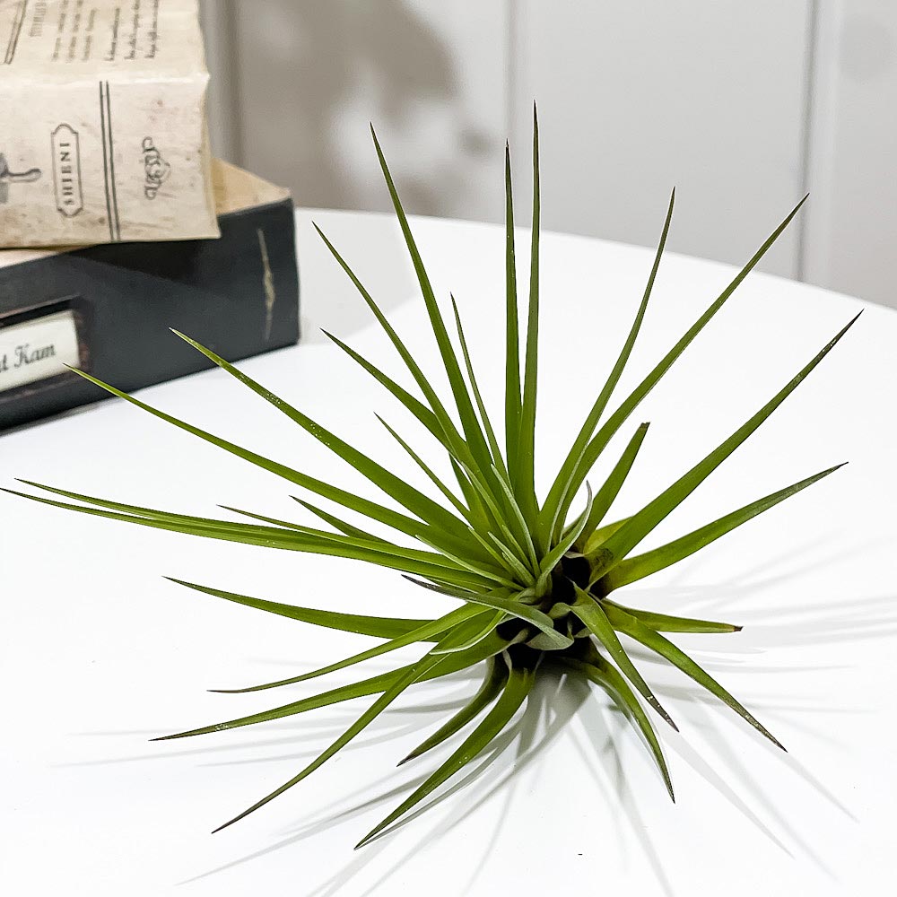 PLANCHU エアプランツ ティランジア トリコロール Mサイズ 1株 W10×H10cm前後 育て方説明書付き Tillandsia tricolor エアープランツ チランジア