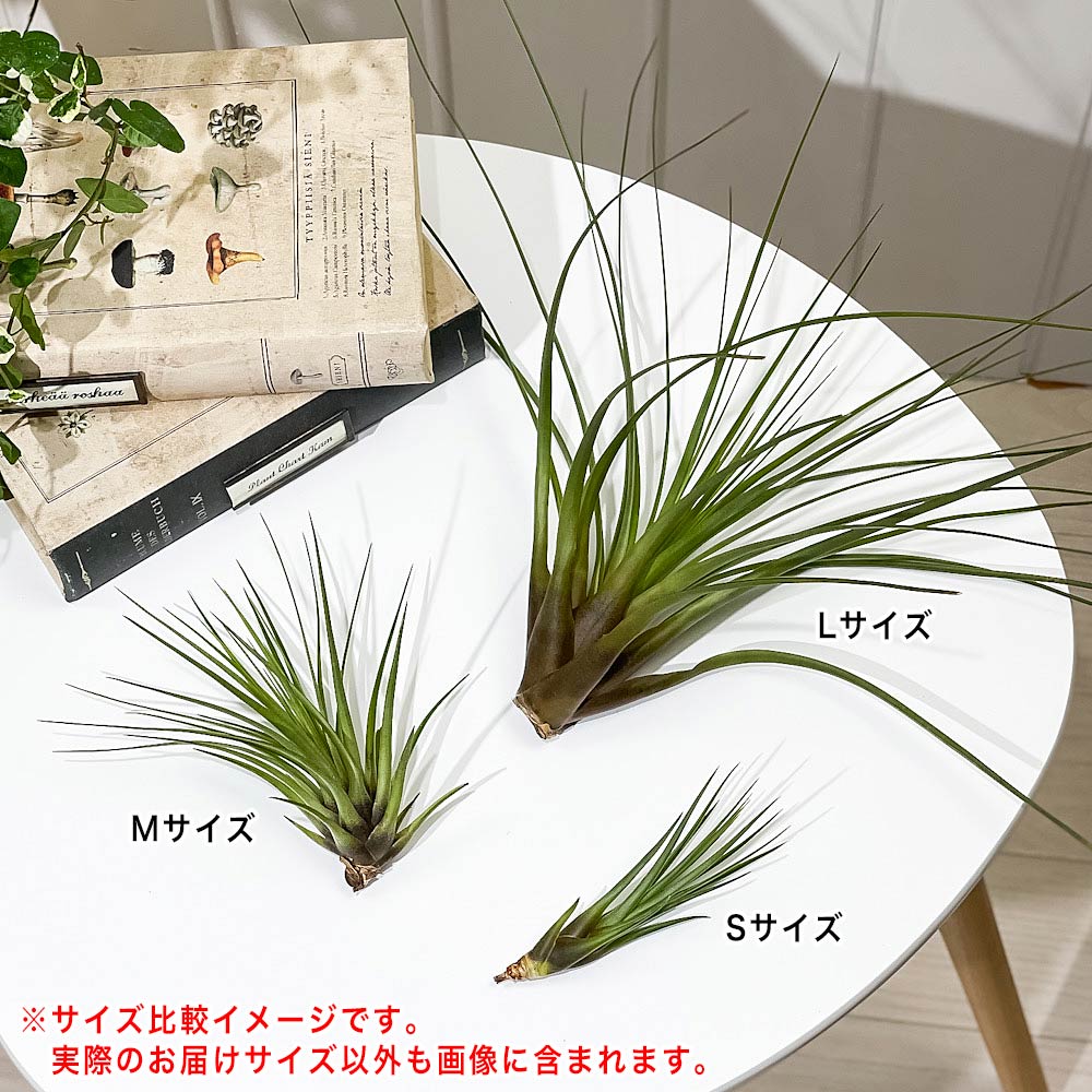 PLANCHU エアプランツ ティランジア トリコロール Mサイズ 1株 W10×H10cm前後 育て方説明書付き Tillandsia tricolor エアープランツ チランジア