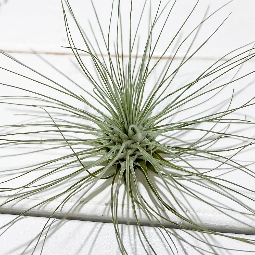 PLANCHU エアプランツ ティランジア フックシー グラシリス Mサイズ 1株 W10×H6cm前後 育て方説明書付き Tillandsia fuchsii forma gracilis グラキリス エアープランツ チランジア
