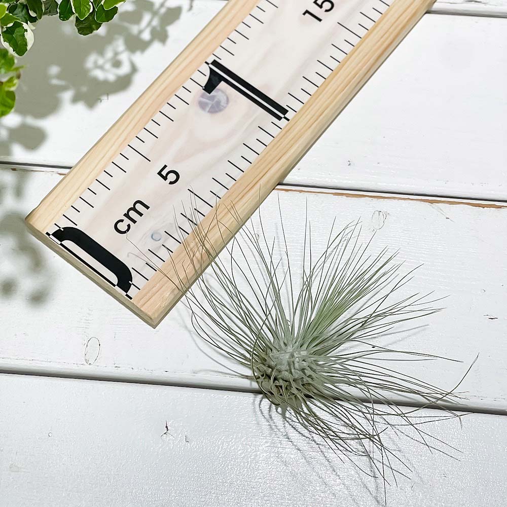 PLANCHU エアプランツ ティランジア フックシー グラシリス Mサイズ 1株 W10×H6cm前後 育て方説明書付き Tillandsia fuchsii forma gracilis グラキリス エアープランツ チランジア