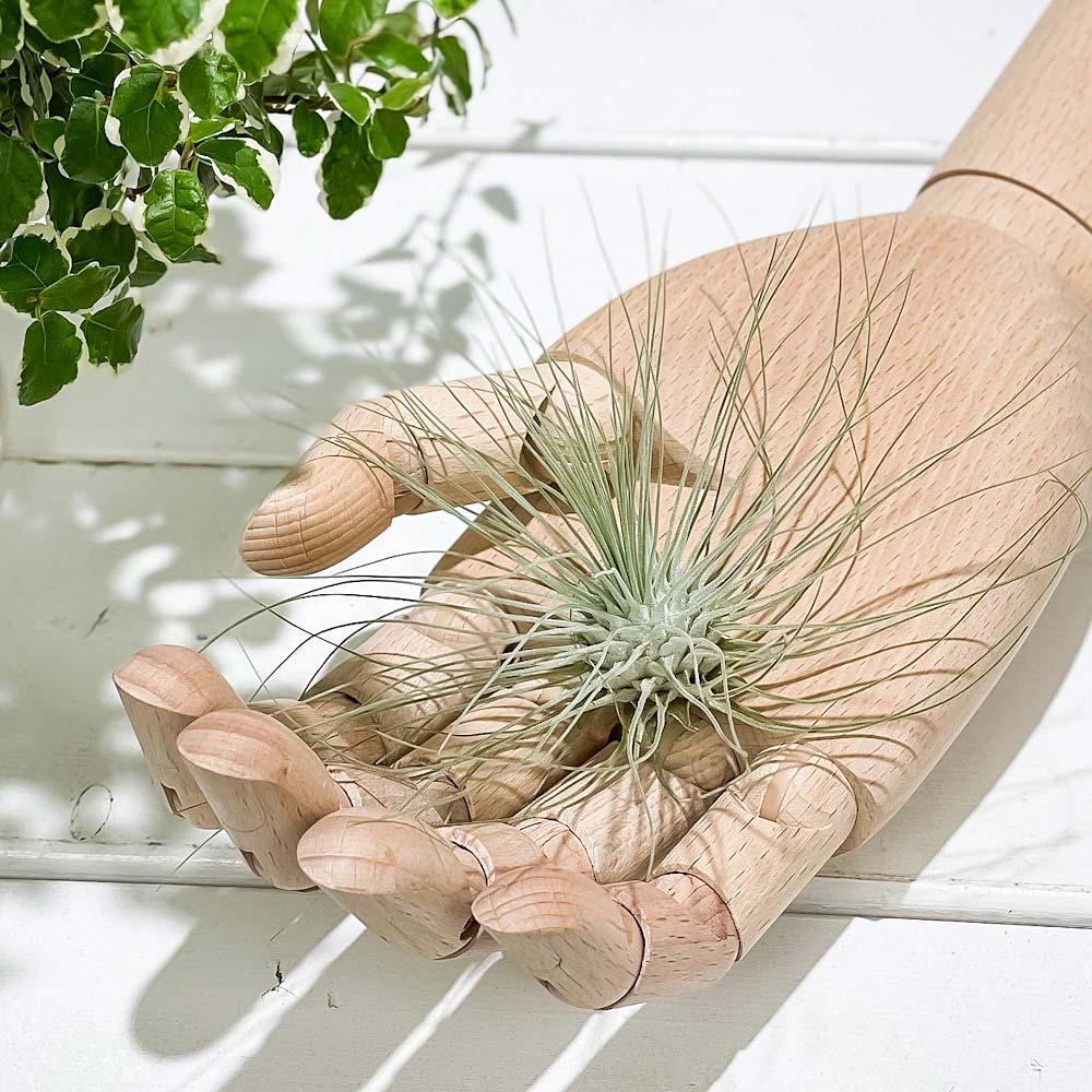 PLANCHU エアプランツ ティランジア フックシー グラシリス Mサイズ 1株 W10×H6cm前後 育て方説明書付き Tillandsia fuchsii forma gracilis グラキリス エアープランツ チランジア