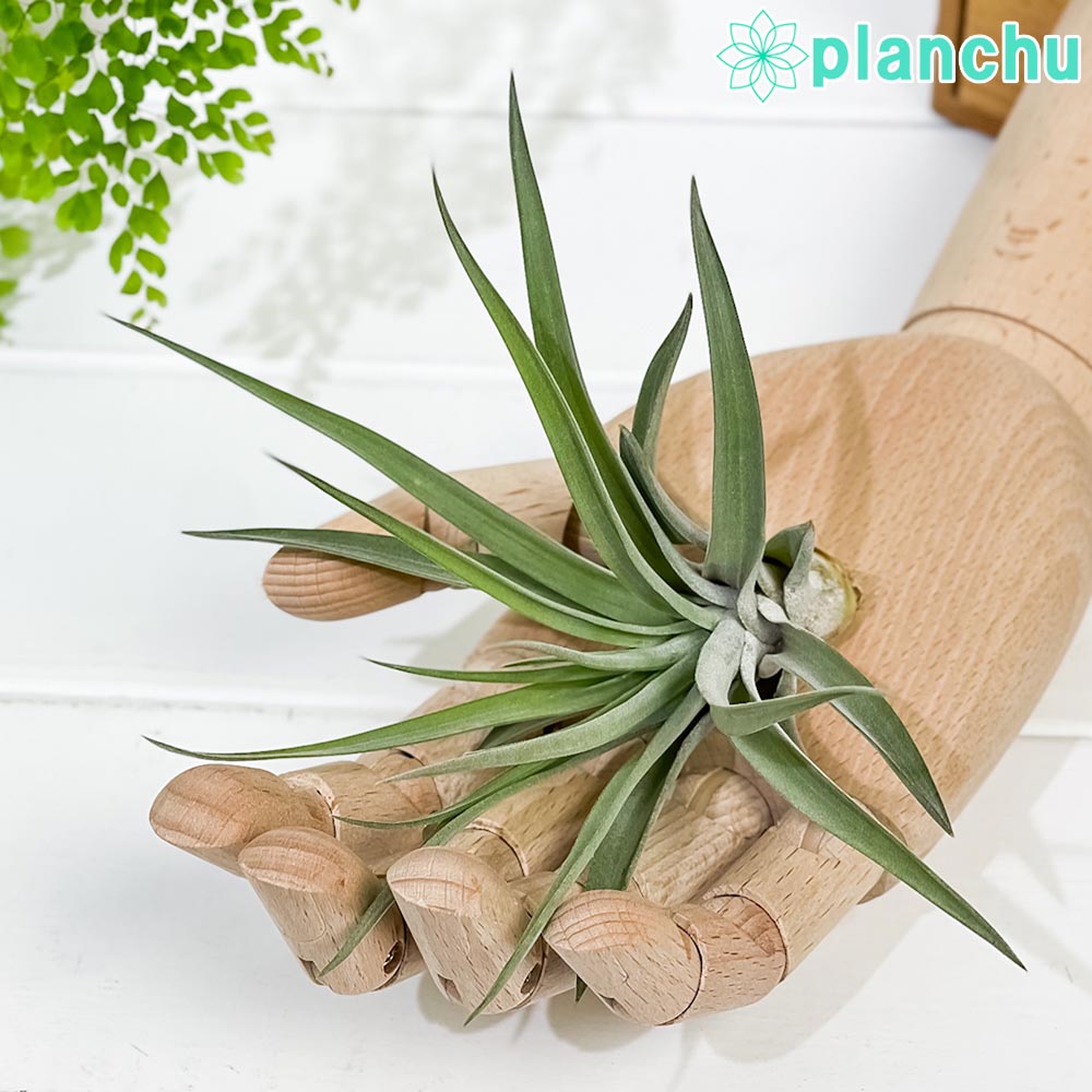PLANCHU エアプランツ ティランジア ブラキカウロス Mサイズ 1株 W10×H10cm前後 育て方説明書付き Tillandsia brachycaulos エアープランツ チランジア