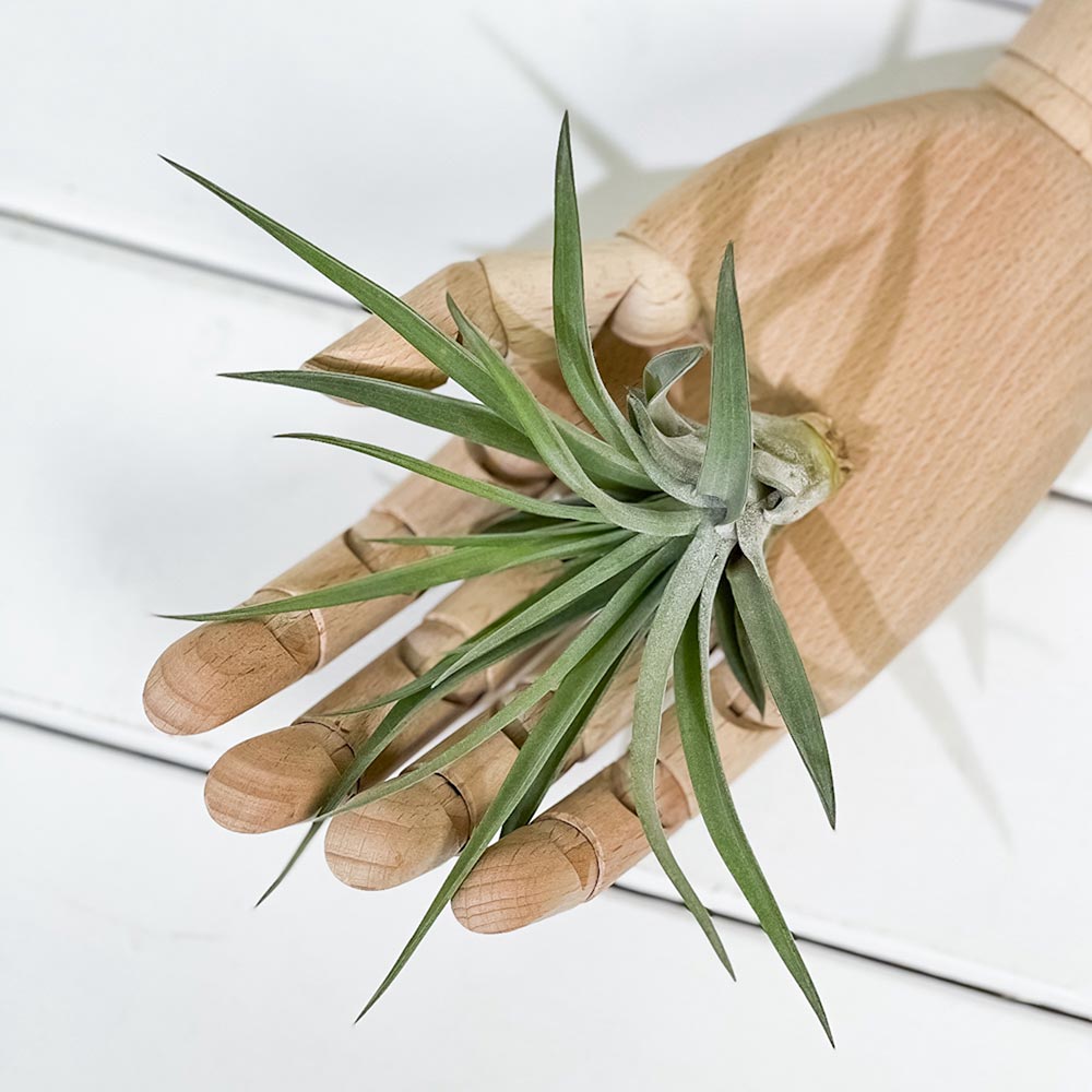 PLANCHU エアプランツ ティランジア ブラキカウロス Mサイズ 1株 W10×H10cm前後 育て方説明書付き Tillandsia brachycaulos エアープランツ チランジア