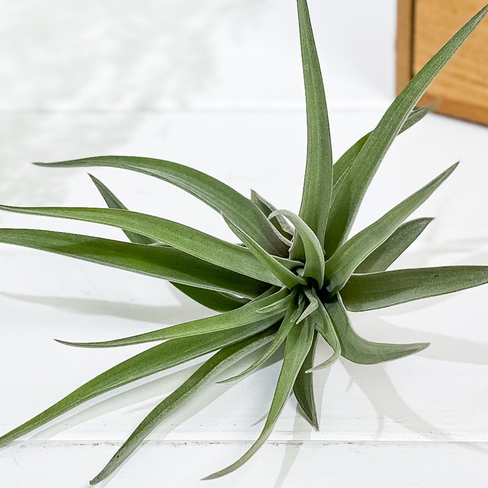 PLANCHU エアプランツ ティランジア ブラキカウロス Mサイズ 1株 W10×H10cm前後 育て方説明書付き Tillandsia brachycaulos エアープランツ チランジア