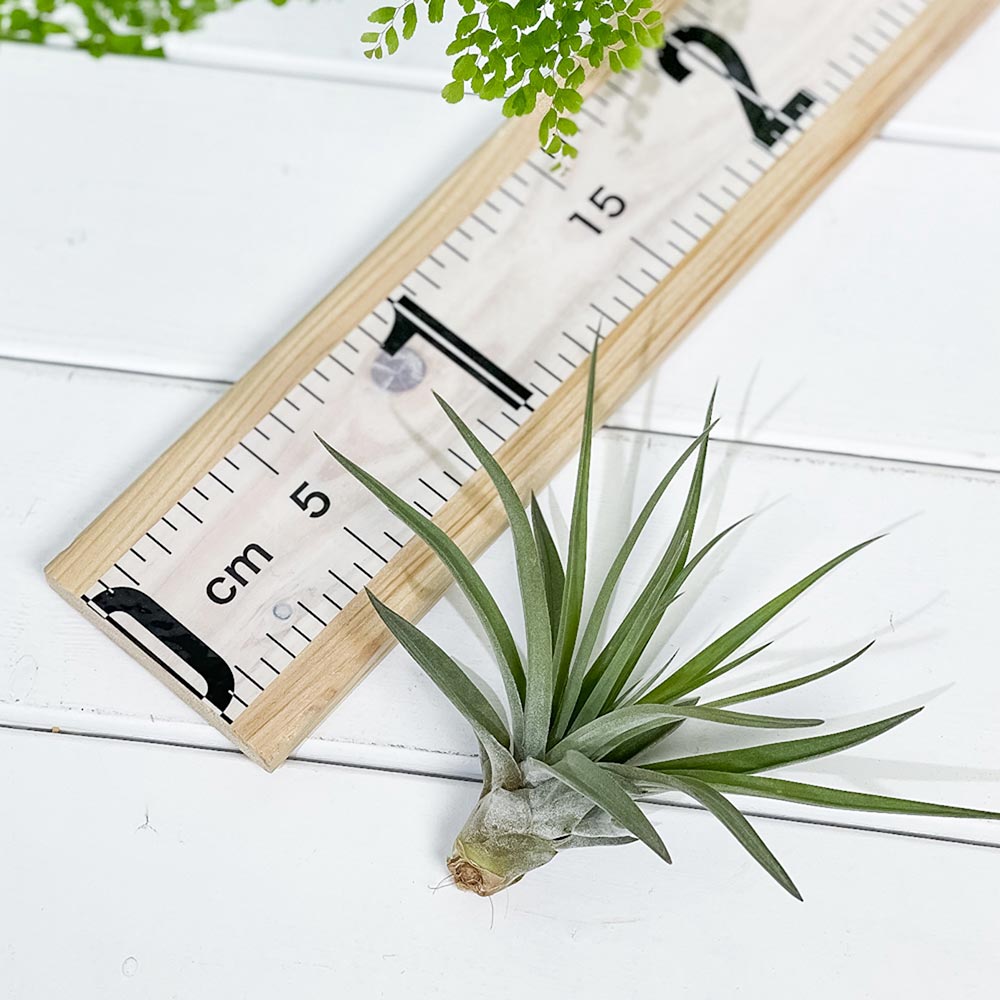 PLANCHU エアプランツ ティランジア ブラキカウロス Mサイズ 1株 W10×H10cm前後 育て方説明書付き Tillandsia brachycaulos エアープランツ チランジア
