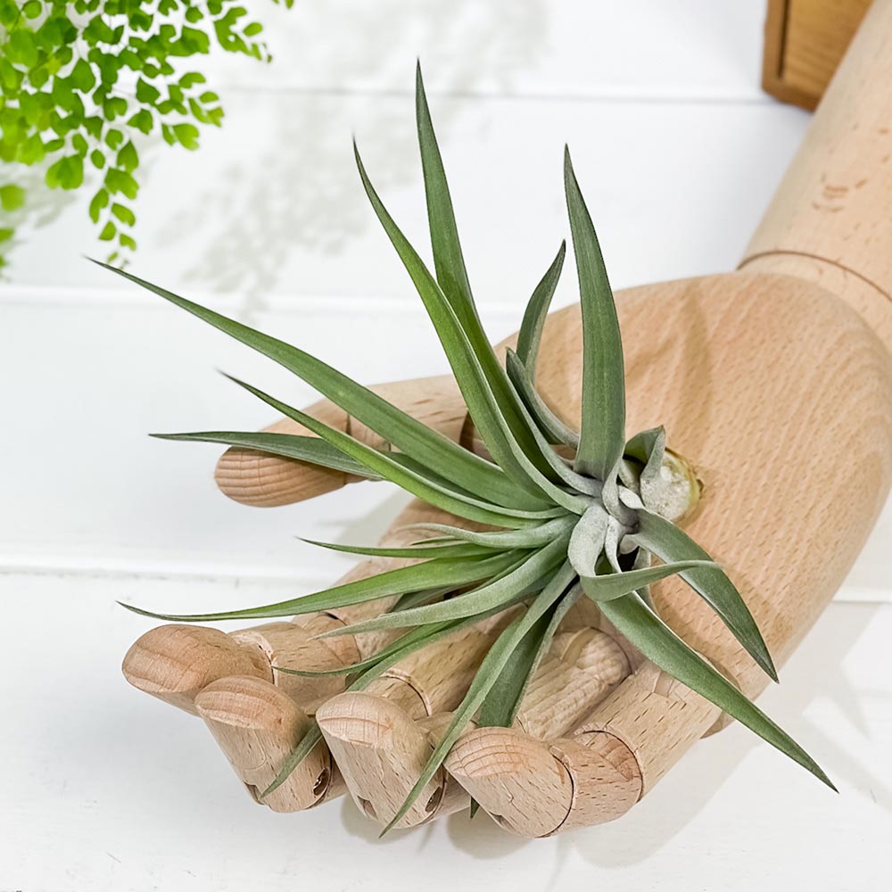 PLANCHU エアプランツ ティランジア ブラキカウロス Mサイズ 1株 W10×H10cm前後 育て方説明書付き Tillandsia brachycaulos エアープランツ チランジア