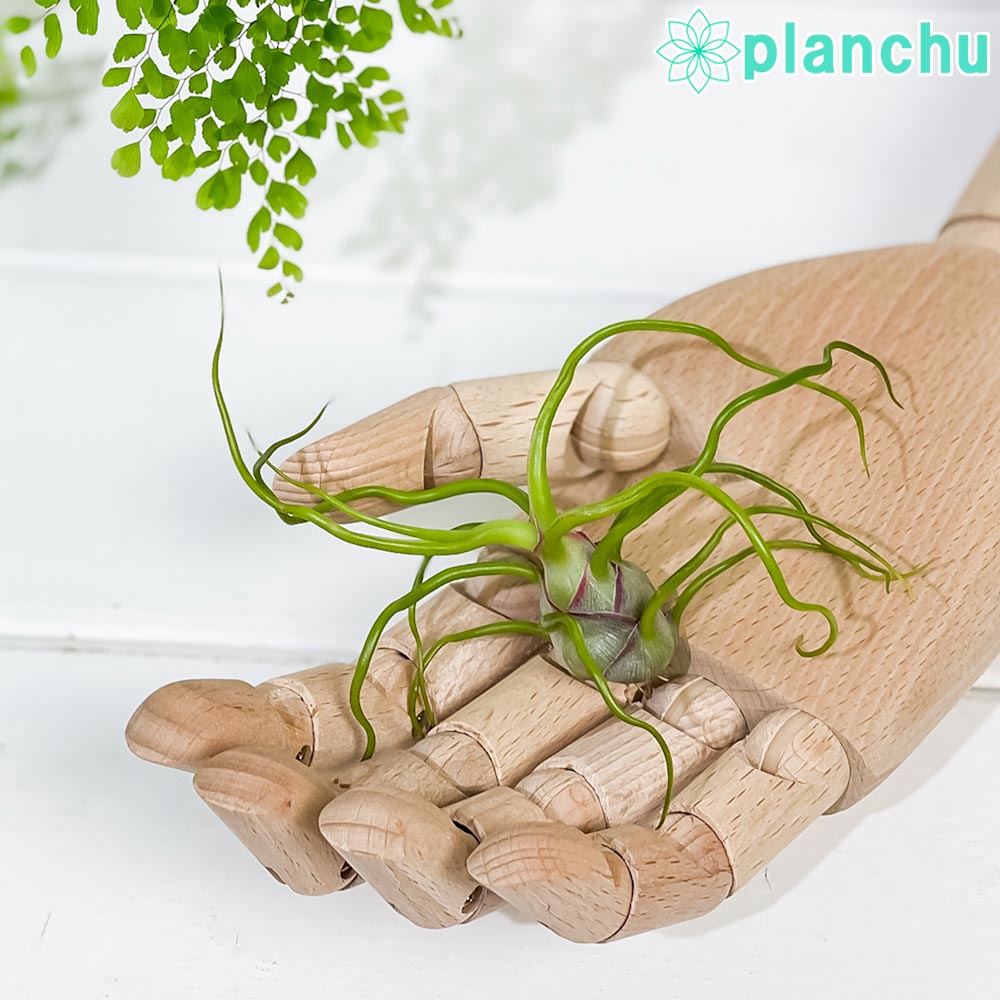 PLANCHU エアプランツ ティランジア ブルボーサ Mサイズ 1株 W7×H10cm