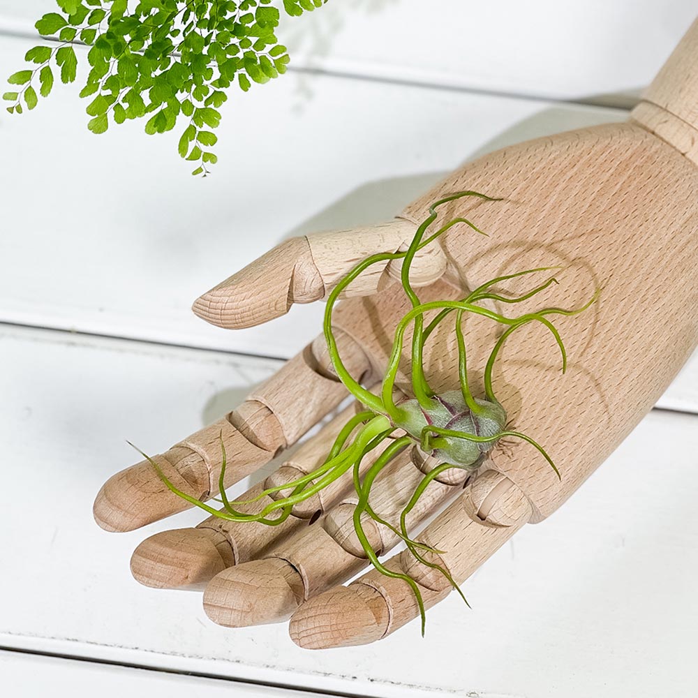PLANCHU エアプランツ ティランジア ブルボーサ Mサイズ 1株 W7×H10cm前後 育て方説明書付き Tillandsia bulbosa エアープランツ チランジア