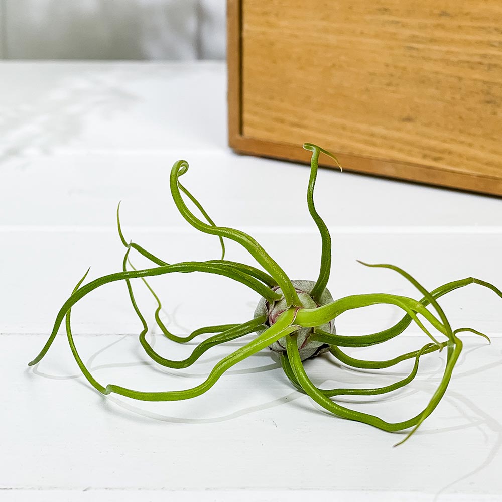 PLANCHU エアプランツ ティランジア ブルボーサ Mサイズ 1株 W7×H10cm前後 育て方説明書付き Tillandsia bulbosa エアープランツ チランジア