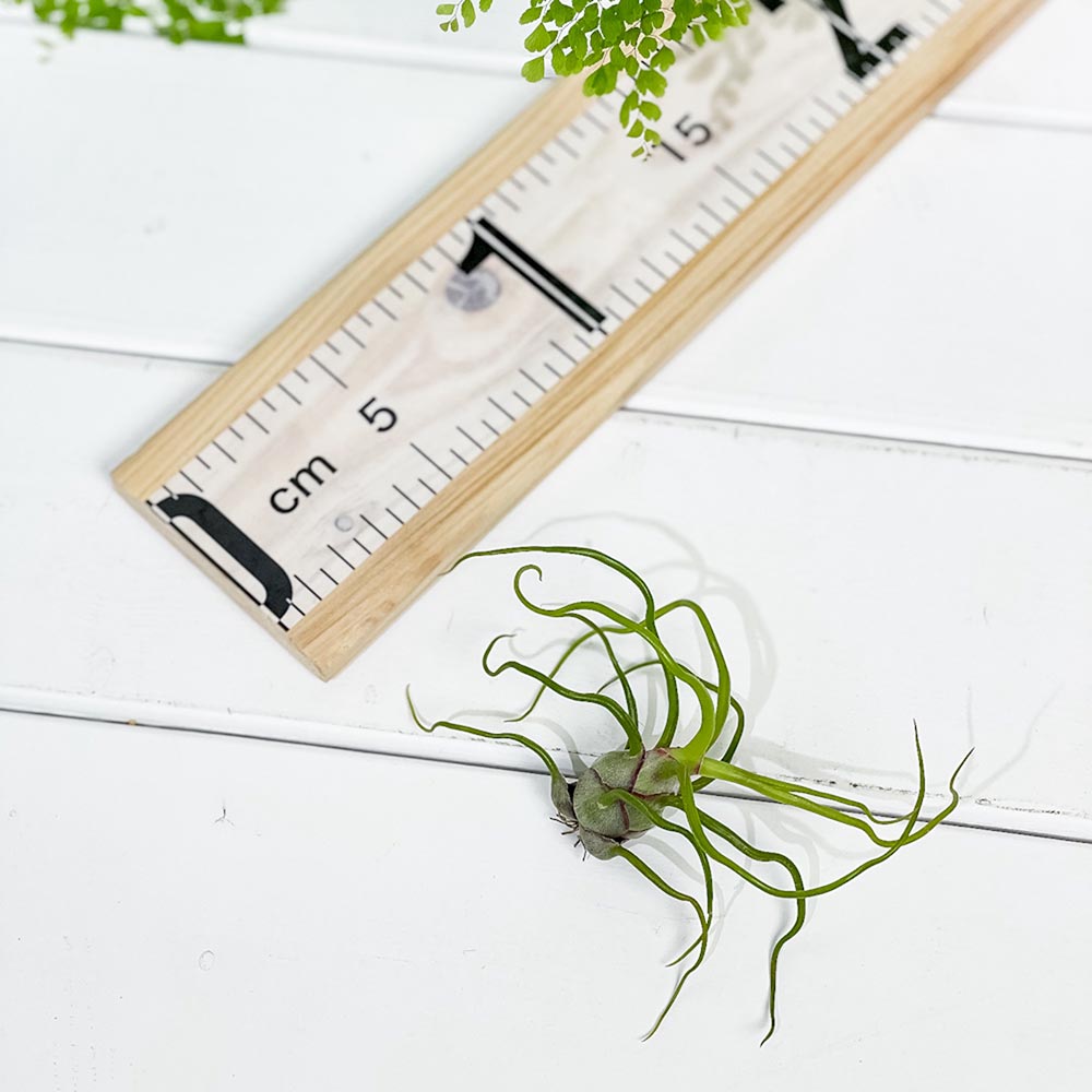 PLANCHU エアプランツ ティランジア ブルボーサ Mサイズ 1株 W7×H10cm前後 育て方説明書付き Tillandsia bulbosa エアープランツ チランジア