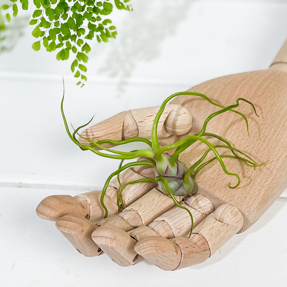 PLANCHU エアプランツ ティランジア ブルボーサ Mサイズ 1株 W7×H10cm前後 育て方説明書付き Tillandsia bulbosa エアープランツ チランジア